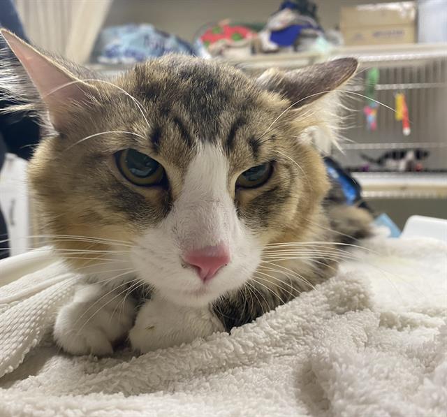 Shelter Stray Male Cat last seen , 3839 W Burnham St, West Milwaukee, WI 53215, USA