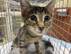 Shelter Stray Female Cat last seen , 3839 W Burnham St, West Milwaukee, WI 53215, USA