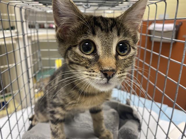 Shelter Stray Female Cat last seen , 3839 W Burnham St, West Milwaukee, WI 53215, USA