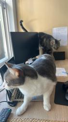 Lost Male Cat last seen Hammond bay/ Norton road, Nanaimo, BC V9T 6S2