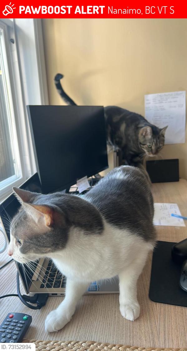 Lost Male Cat last seen Hammond bay/ Norton road, Nanaimo, BC V9T 6S2