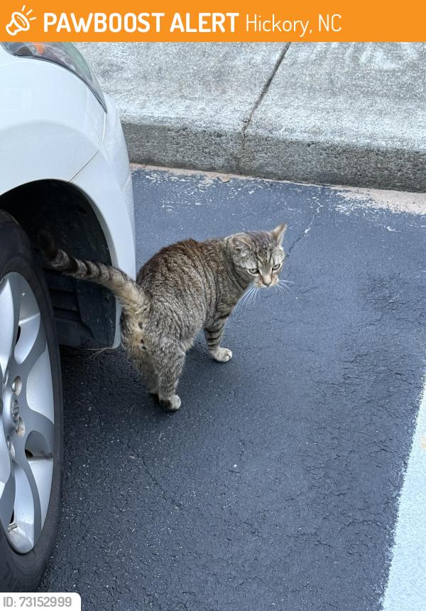 Found/Stray Unknown Cat last seen Village at Catawba Ridge apmts, Hickory, NC 28601