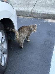 Found/Stray Unknown Cat last seen Village at Catawba Ridge apmts, Hickory, NC 28601