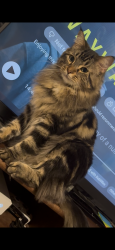 Lost Male Cat last seen W 43rd St and Georgetown Dr, Loveland, CO 80538