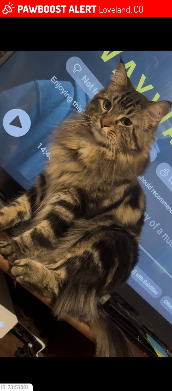 Lost Male Cat last seen W 43rd St and Georgetown Dr, Loveland, CO 80538