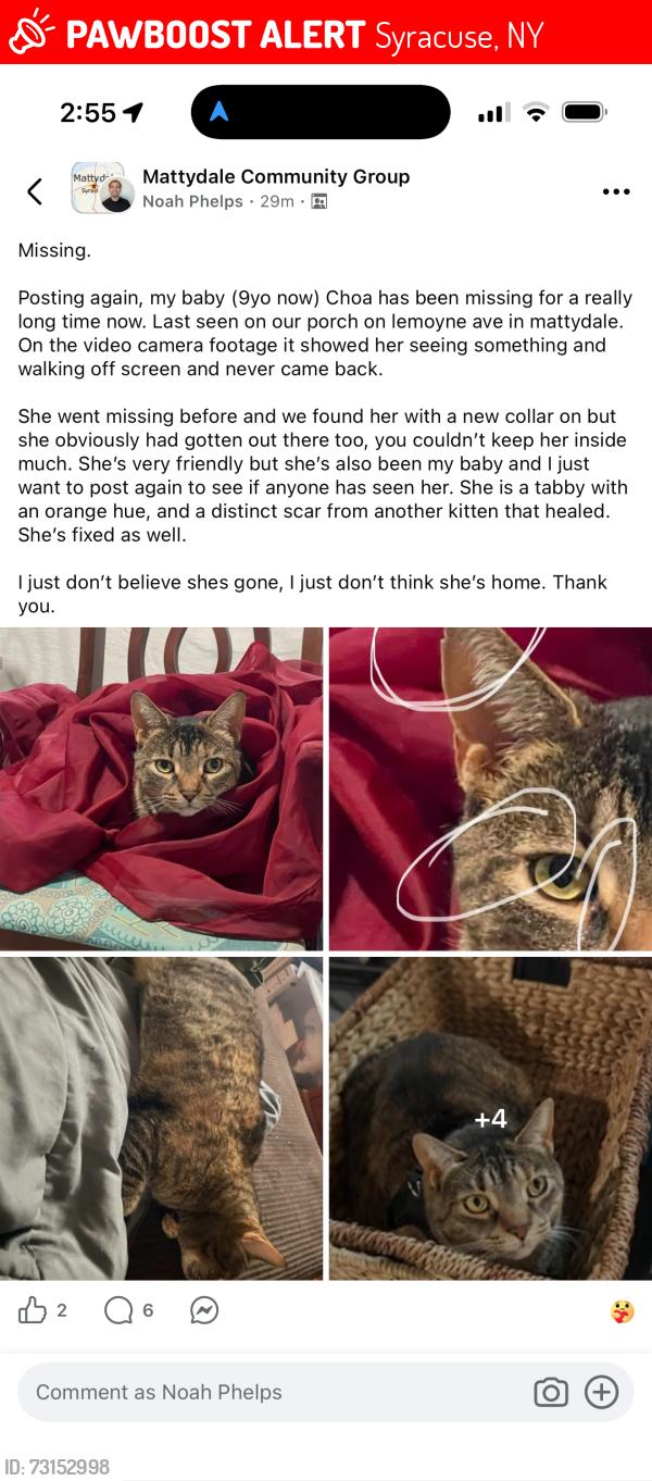 Lost Female Cat last seen East melloy, Syracuse, NY 13211