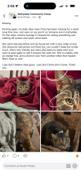 Lost Female Cat last seen East melloy, Syracuse, NY 13211