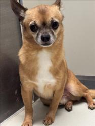Shelter Stray Male Dog last seen Near BLOCK E 13TH ST N, WICHITA KS 67206, 3303 N Hillside St, Wichita, KS 67219, USA