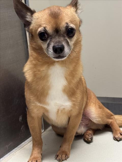 Shelter Stray Male Dog last seen Near BLOCK E 13TH ST N, WICHITA KS 67206, 3303 N Hillside St, Wichita, KS 67219, USA