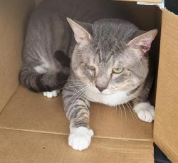 Shelter Stray Male Cat last seen Near BLOCK GRISSOM RD, 4710 TX-151, San Antonio, TX 78227, USA