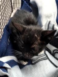 Shelter Stray Male Cat last seen Near BLOCK S FRIO ST, 4710 TX-151, San Antonio, TX 78227, USA