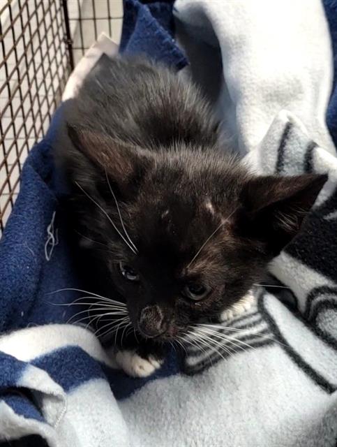 Shelter Stray Male Cat last seen Near BLOCK S FRIO ST, 4710 TX-151, San Antonio, TX 78227, USA