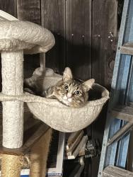 Lost Male Cat last seen Oak St, Loomis, CA 95650