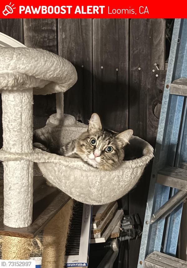 Lost Male Cat last seen Oak St, Loomis, CA 95650