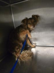 Shelter Stray Male Dog last seen Near BLOCK E 3RD ST, SAN JACINTO, 581 S Grand Ave, San Jacinto, CA 92582, USA