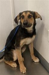 Shelter Stray Male Dog last seen Near BLOCK HOMELAND AVE, HOMELAND, 581 S Grand Ave, San Jacinto, CA 92582, USA