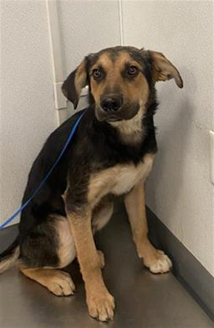 Shelter Stray Male Dog last seen Near BLOCK HOMELAND AVE, HOMELAND, 581 S Grand Ave, San Jacinto, CA 92582, USA
