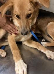 Shelter Stray Male Dog last seen Near BLOCK HOMELAND AVE, HOMELAND, 581 S Grand Ave, San Jacinto, CA 92582, USA