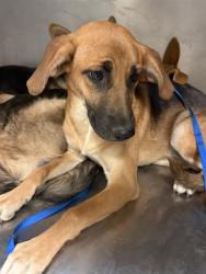 Shelter Stray Female Dog last seen Near BLOCK HOMELAND AVE, HOMELAND, 581 S Grand Ave, San Jacinto, CA 92582, USA