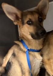 Shelter Stray Male Dog last seen Near BLOCK HOMELAND AVE, HOMELAND, 581 S Grand Ave, San Jacinto, CA 92582, USA