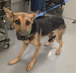 Shelter Stray Female Dog last seen Near BLOCK HOMELAND AVE, HOMELAND, 581 S Grand Ave, San Jacinto, CA 92582, USA