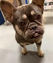 Shelter Stray Female Dog last seen FLORIDA AND 1ST, HEMET CITY, 581 S Grand Ave, San Jacinto, CA 92582, USA