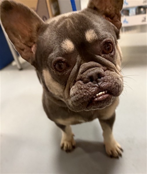 Shelter Stray Female Dog last seen FLORIDA AND 1ST, HEMET CITY, 581 S Grand Ave, San Jacinto, CA 92582, USA