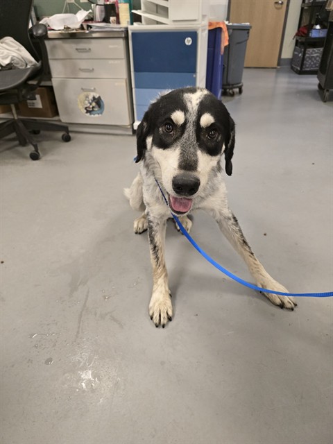 Shelter Stray Male Dog last seen Near BLOCK N WARREN RD, SAN JACINTO, CA, 581 S Grand Ave, San Jacinto, CA 92582, USA