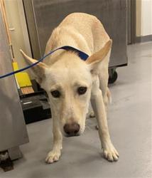 Shelter Stray Female Dog last seen Near BLOCK ALTO DR, HEMET CITY, 581 S Grand Ave, San Jacinto, CA 92582, USA