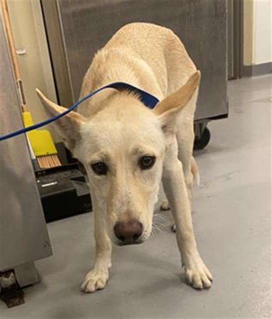Shelter Stray Female Dog last seen Near BLOCK ALTO DR, HEMET CITY, 581 S Grand Ave, San Jacinto, CA 92582, USA