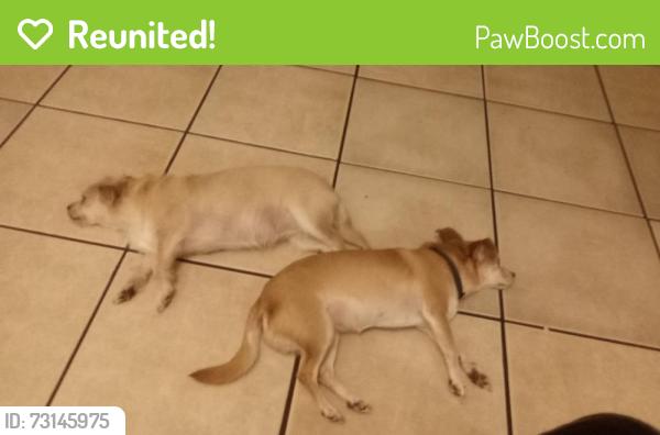 Reunited Female Dog last seen Southwest 34th terrace, Gainesville, FL 32608