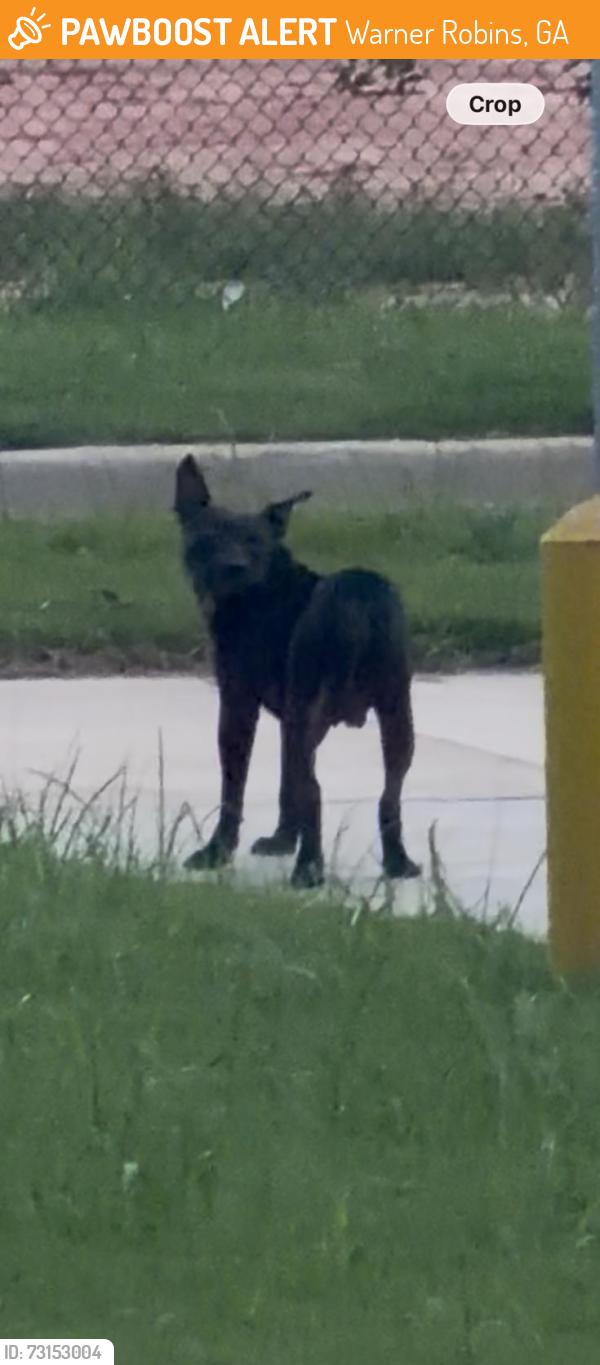 Found/Stray Male Dog last seen Booth and Wellborn Rds, Warner Robins, GA 31088