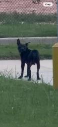 Found/Stray Male Dog last seen Booth and Wellborn Rds, Warner Robins, GA 31088