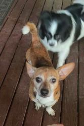 Lost Male Dog last seen By the roadhouse, Fall City, WA 98024