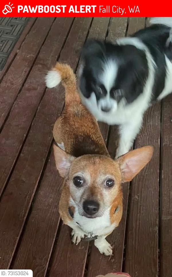 Lost Male Dog last seen By the roadhouse, Fall City, WA 98024