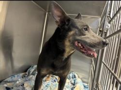 Shelter Stray Female Dog last seen N Dunkenfield Ave, Crystal River, FL, 4030 S Airport Rd, Inverness, FL 34450, USA