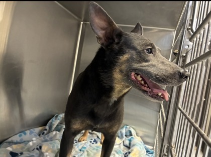 Shelter Stray Female Dog last seen N Dunkenfield Ave, Crystal River, FL, 4030 S Airport Rd, Inverness, FL 34450, USA