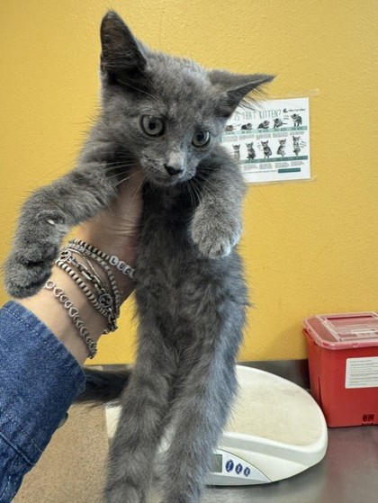 Shelter Stray Female Cat last seen Near Gross, 75149,, 1650 Gross Rd, Mesquite, TX 75149, USA