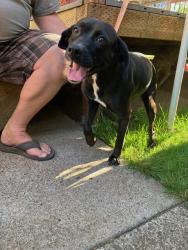 Found/Stray Female Dog last seen 57th and Freemont, Portland, OR 97213