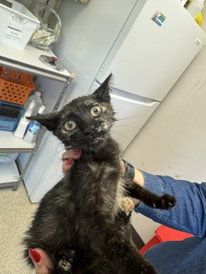 Shelter Stray Female Cat last seen Near Military, 75149, TX, 1650 Gross Rd, Mesquite, TX 75149, USA