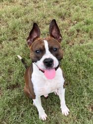 Shelter Stray Male Dog last seen Near Valleydale Dr., Atlanta, GA, 1251 Fulton Industrial Blvd NW, Atlanta, GA 30336, USA