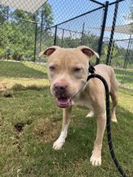 Shelter Stray Male Dog last seen Near TRESTLETREE CT, Atlanta, GA, 1251 Fulton Industrial Blvd NW, Atlanta, GA 30336, USA