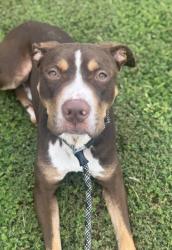 Shelter Stray Male Dog last seen Near POLAR ROCK RD SW, Atlanta, GA, 1251 Fulton Industrial Blvd NW, Atlanta, GA 30336, USA