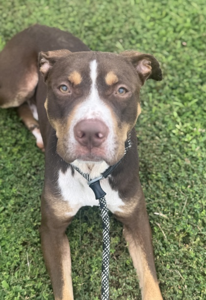 Shelter Stray Male Dog last seen Near POLAR ROCK RD SW, Atlanta, GA, 1251 Fulton Industrial Blvd NW, Atlanta, GA 30336, USA