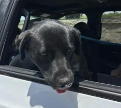 Shelter Stray Female Dog last seen Moreland Avenue and Memorial Drive, Atlanta, GA, 1251 Fulton Industrial Blvd NW, Atlanta, GA 30336, USA