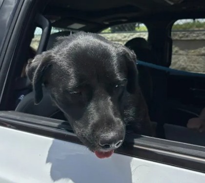 Shelter Stray Female Dog last seen Moreland Avenue and Memorial Drive, Atlanta, GA, 1251 Fulton Industrial Blvd NW, Atlanta, GA 30336, USA