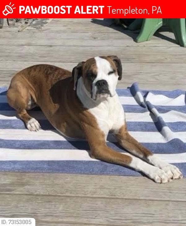 Lost Female Dog last seen Ridge road, Templeton, PA 16259