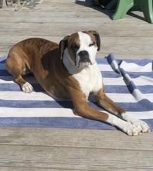 Lost Female Dog last seen Ridge road, Templeton, PA 16259