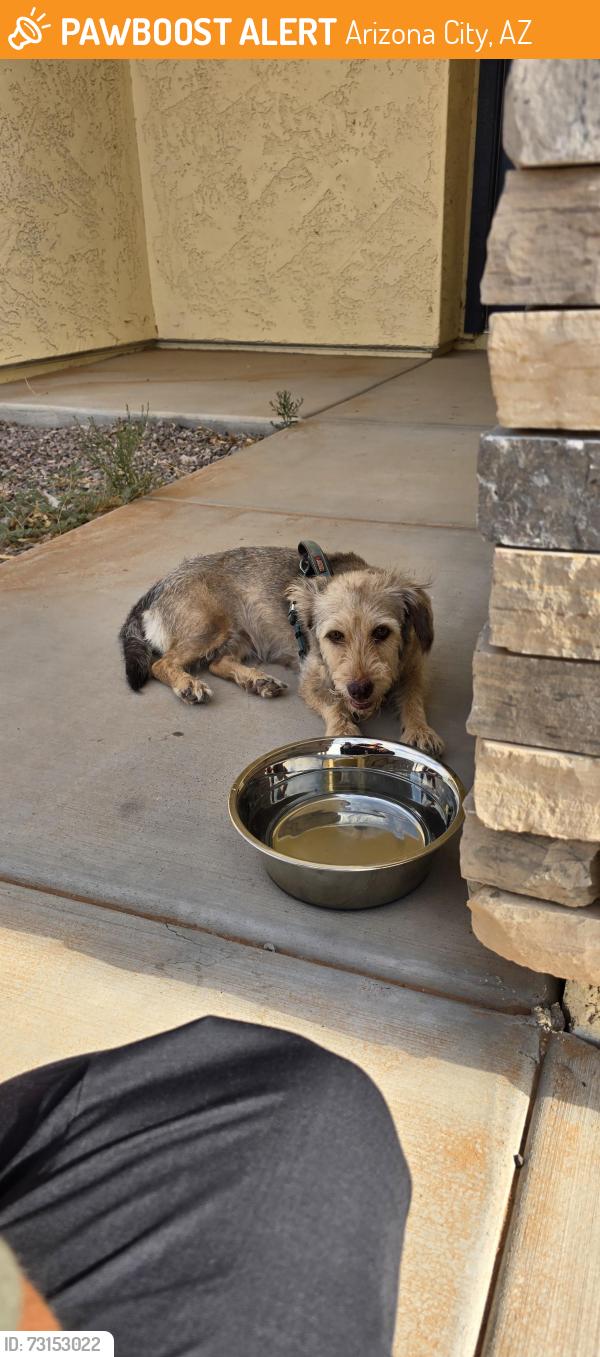 Found/Stray Female Dog last seen W Xavier Dr, Arizona City, AZ 85123, Arizona City, AZ 85123