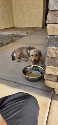 Found/Stray Female Dog last seen W Xavier Dr, Arizona City, AZ 85123, Arizona City, AZ 85123
